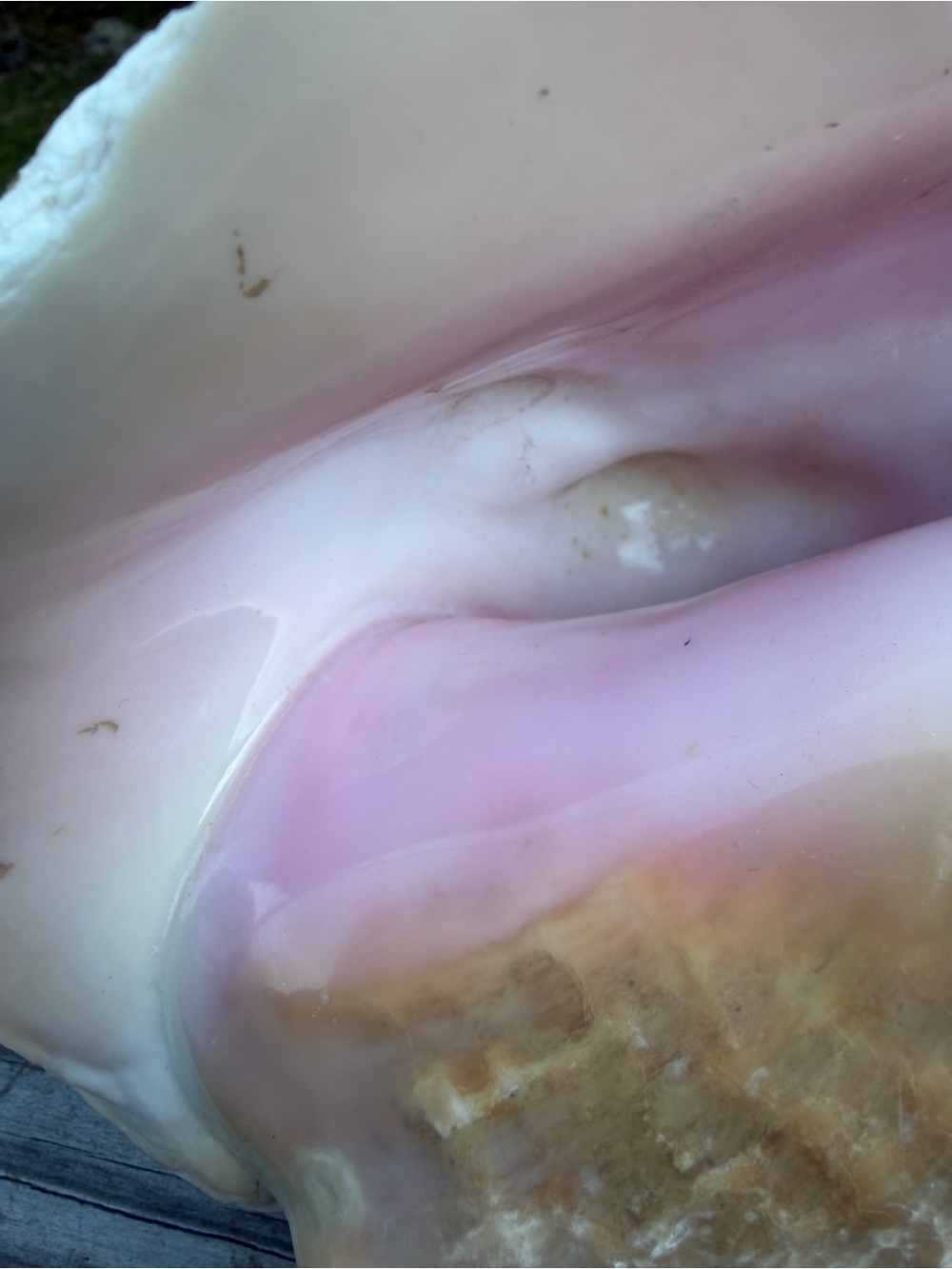 Queen Conch SeaShell - Picture 3 of 12